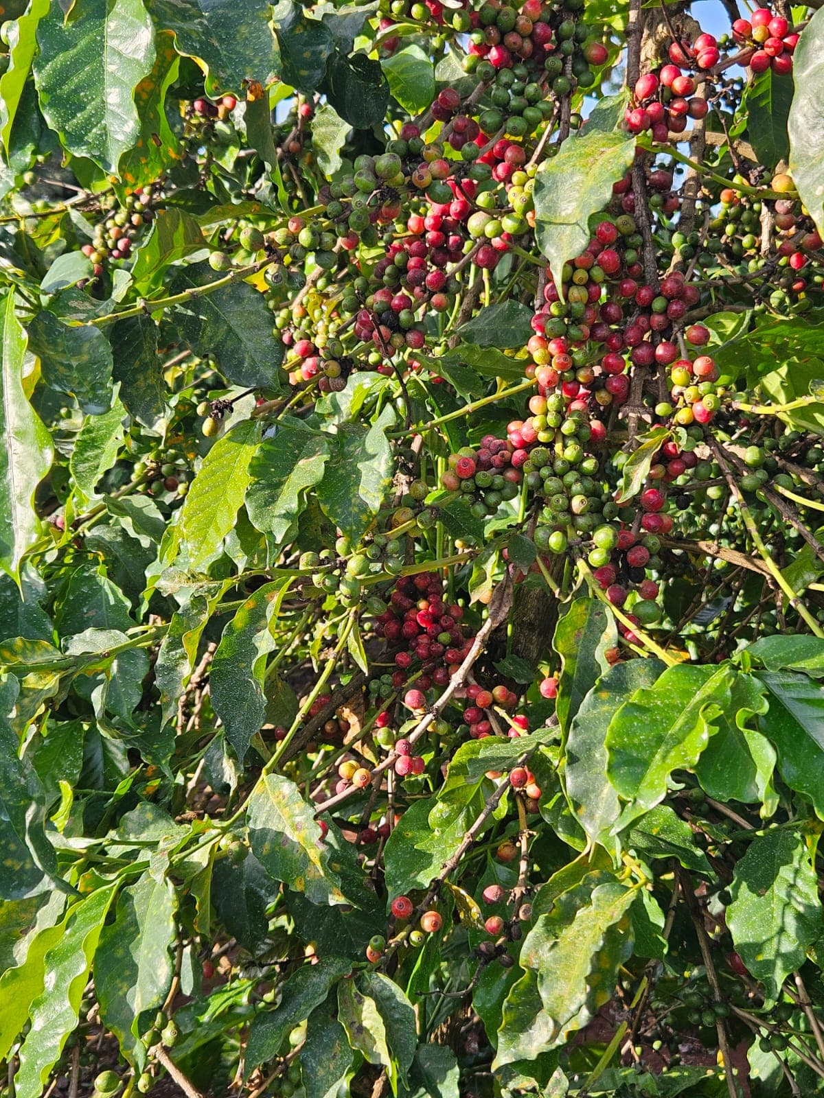 Coffee Plantation Tour